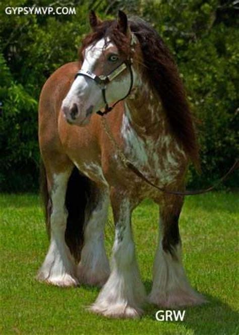 New gypsy vanner slainte and drum horse chew mill guinness photos too! Gypsy Vanner Horse for Sale | Stallion | Golden buckskin blagdon Skewbald