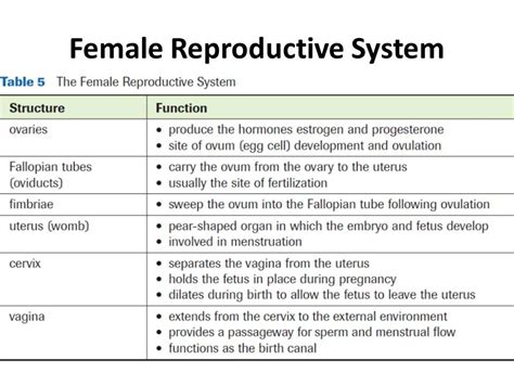 2 Female Reproductive System Female Reproductive System Functions