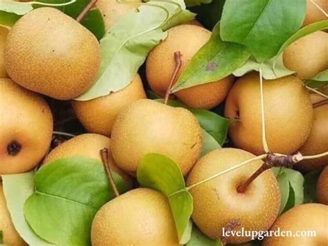 20th Century Asian Pear Tree The Essential Guide To Pyrus Pyrifolia Nijisseiki