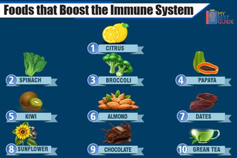 Foods That Boost The Immune System A Complete Guide