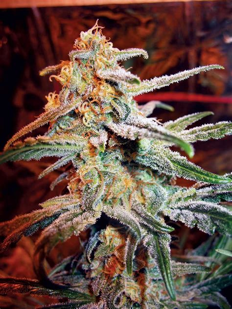 Cannabis Indica: The Essential Guide: November 2011