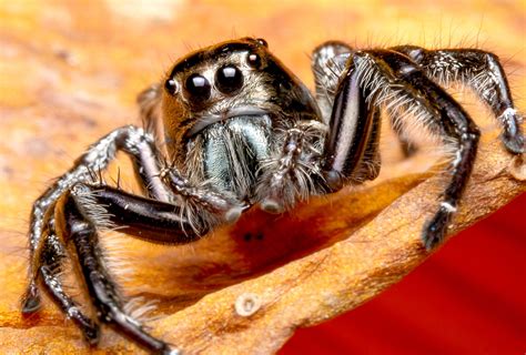 The 12 Best Pet Spiders For Beginners Not All Are Tarantulas