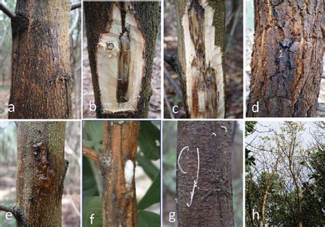 Maybe you would like to learn more about one of these? Ceratocystis wilt and canker disease symptoms on Acacia ...
