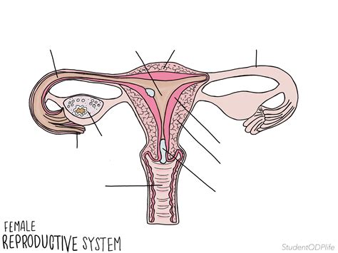 Female Reproductive System UNLABELLED Etsy