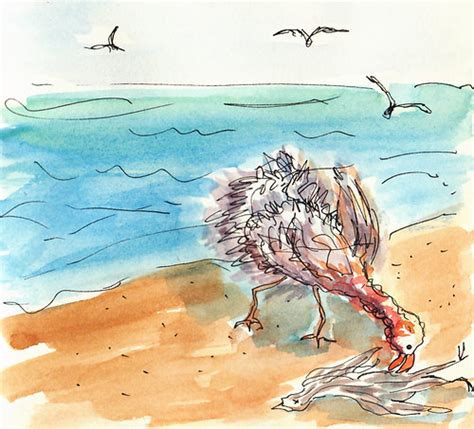 Images And Places Pictures And Info Dead Seagull Cartoon