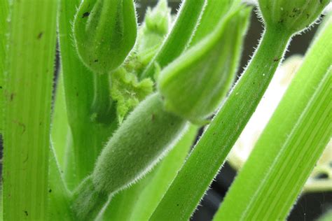 All of them have the same attributes that distinguish the two. How to Identify Male and Female Zucchini Flowers ...