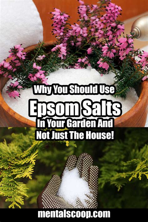 Why You Should Use Epsom Salts In Your Garden And Not Just The House Mental Scoop