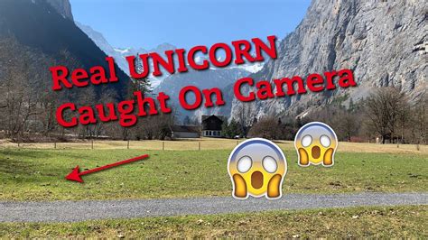 Real Unicorn Caught On Camera Youtube