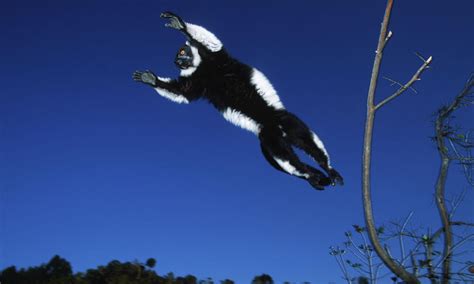 Eleven Leaping Lemur Facts Blog Posts Wwf