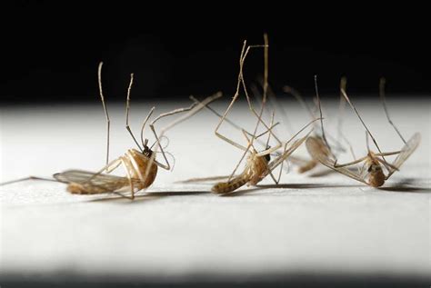 What Is The Lifespan Of A Mosquito Eastern And Central Virginia