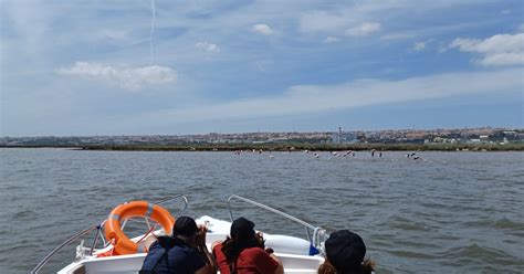 Lisbon Tagus Estuary Nature Reserve Birdwatching Boat Tour Getyourguide