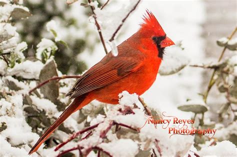 1000 Images About My Chief Red Bird Aaron Brock Ancestry On Pinterest