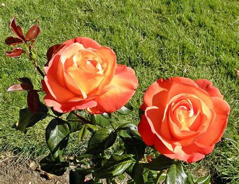 The Best Hybrid Tea Roses To Grow Hybrid Tea Roses Tea Rose Garden Organic Roses