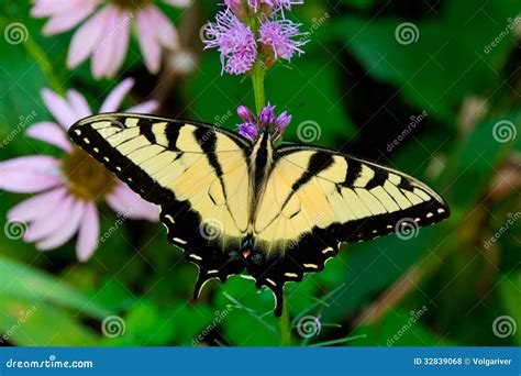 Bella Farfalla Orientale Di Tiger Swallowtail Glaucus Di Papilio