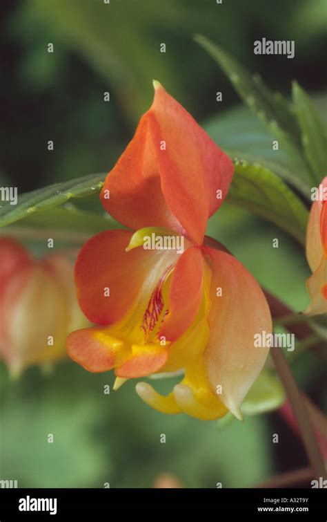 Impatiens Auricoma × Bicaudata Balsam Busy Lizzie Close Up Of