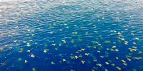 Amazing Drone Footage Captures Thousands Of Turtles Migrating Nexus