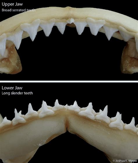 Sink Your Teeth Into Elasmobranch Science A Primer On Shark Teeth