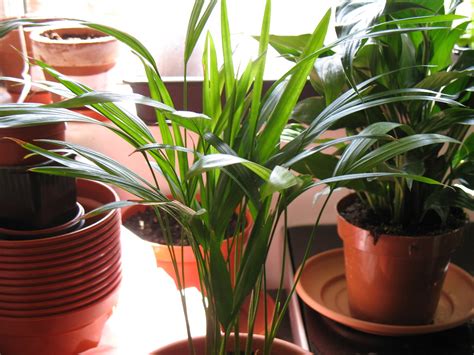 Cats are usually quite selective about what they eat, but to be on the safe side, keep plants and flowers that may harm your when it comes to populating your garden, there are good plants and bad plants. Cat-Friendly Plants - Jim's Mowing NZ