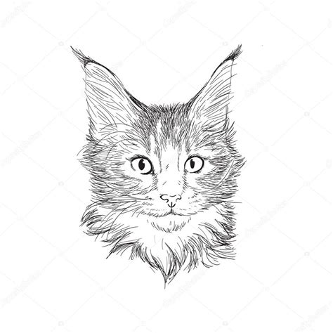 Retrato Dibujado A Mano De Maine Coon Cat En Estilo Sketch Ilustración