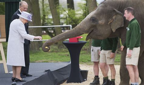 Lady Elephant Returns To Zoo After Sex Vacation And