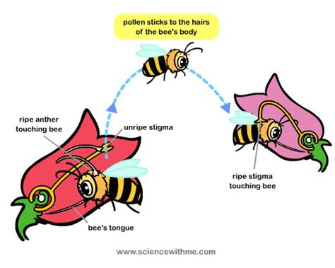 Science With Me Learn About Pollination