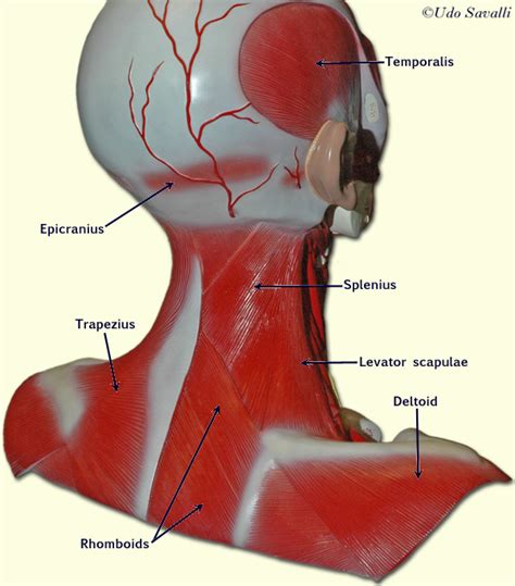 Neck Muscle Diagram Labeled Triangles Of The Neck Anatomy Borders