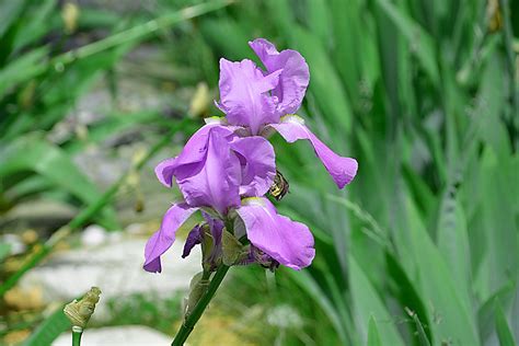 Iris Flower Free Stock Photo Public Domain Pictures