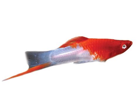 Santa Claus Platy Reef Fish Wholesalers Pty Ltd