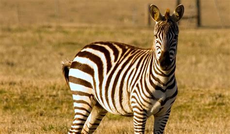 Zebras Facts Diet And Habitat Information