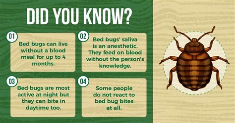 The Ultimate Guide To Bed Bugs Prevention And Treatment In Singapore