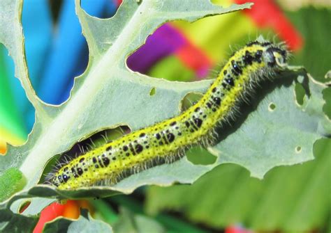 Bug Mad Girl Caterpillar Challenge
