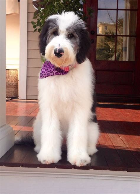 Lola The Gorgeous Sheepadoodle Cute Dogs Cute Animals