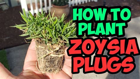 How To Plant Zoysia Plugs Youtube