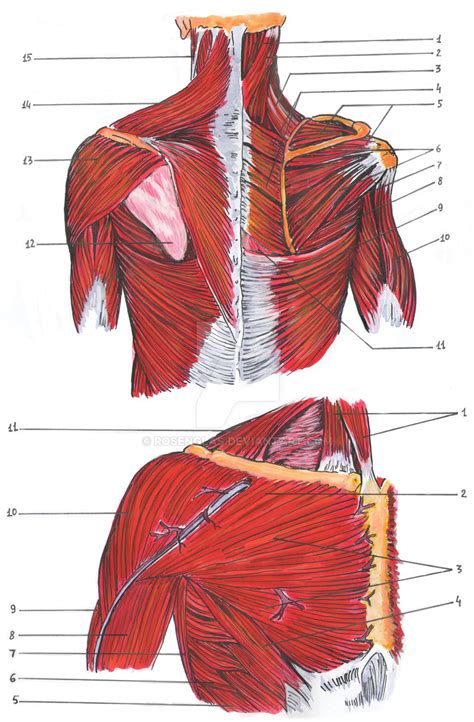 Shoulders Muscles Study By Rosenglas On Deviantart