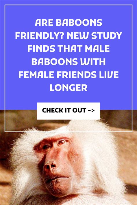 Are Baboons Friendly New Study Finds That Male Baboons With Female