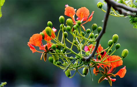 Free Images Beautiful Flowers Bloom Blooming Blossom Branch