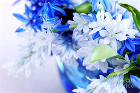 Beautiful Blue Flower Photograph By Boon Mee