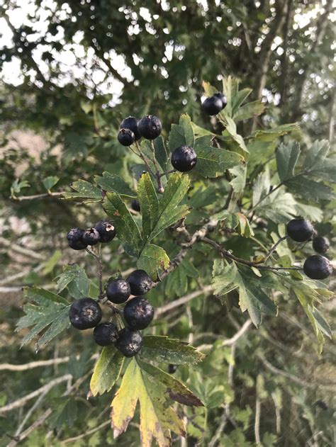 Black Hawthorn Crataegus Douglasii Tree 30 Fresh Seeds Etsy