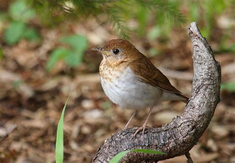 North Carolina Thrush Birds Owlcation