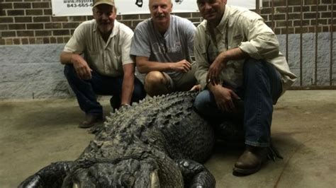 Packs Landing Monster Gator Taken By Santee Hunters