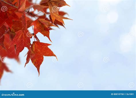 Red Maple Leaves Stock Photo Image Of Design Autumn 80010758