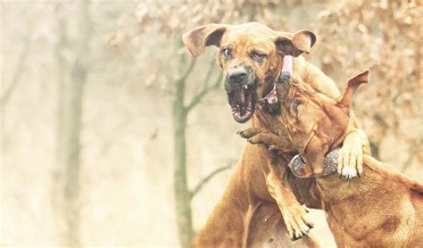 15 Most Popular Fighting Dog Breeds And Why Theyre Good At Fighting