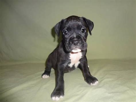 People have shown up at the rescue in jackson because of the dog, prompting security measures and meetings by appointment only, steffen said. AKC Black Boxer Puppy For Sale (male) for Sale in Rolla ...