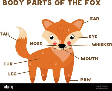 Body Parts Of The Cute Fox Animals Anatomy In English For Kids