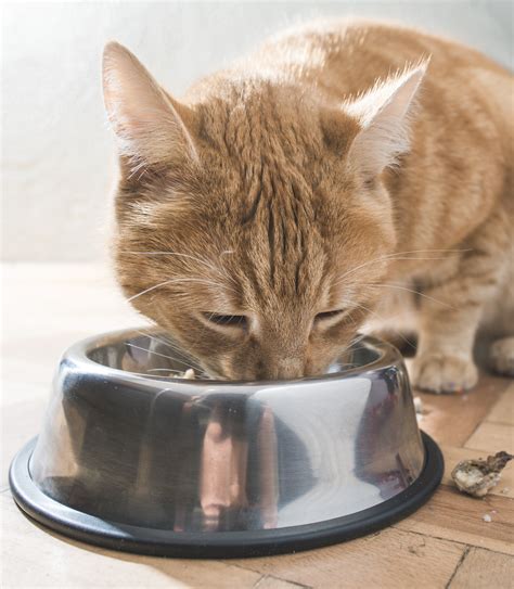 Cats won't drink water from contaminated sources of water near dead animal carcasses same applies to the water bowl and food. Why Won't My Cat Drink Water? Tips, Reasons, and Solutions