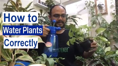 Watering Your Indoor Plants Correctly Basic Tips Organic Gardening