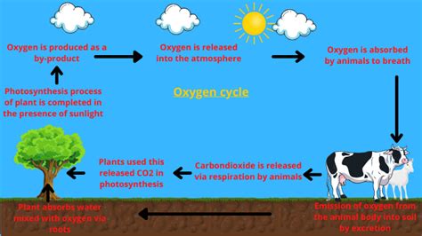 Oxygen Cycle Definition Properties And Significance Science Query