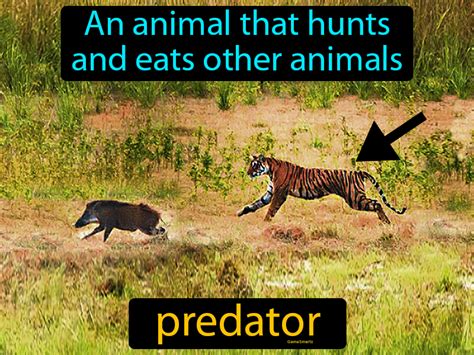 Predator Definition And Image Gamesmartz