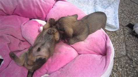 Pet breeder in live oak, florida. Champion Miniature Wire-haired dachshund puppies for sale ...