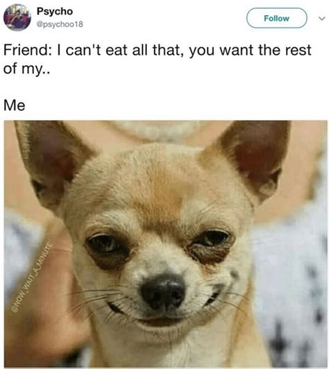 27 Heckin Good Doggo Memes To Lift Your Spirits Funny Pictures